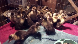 Duckies!!